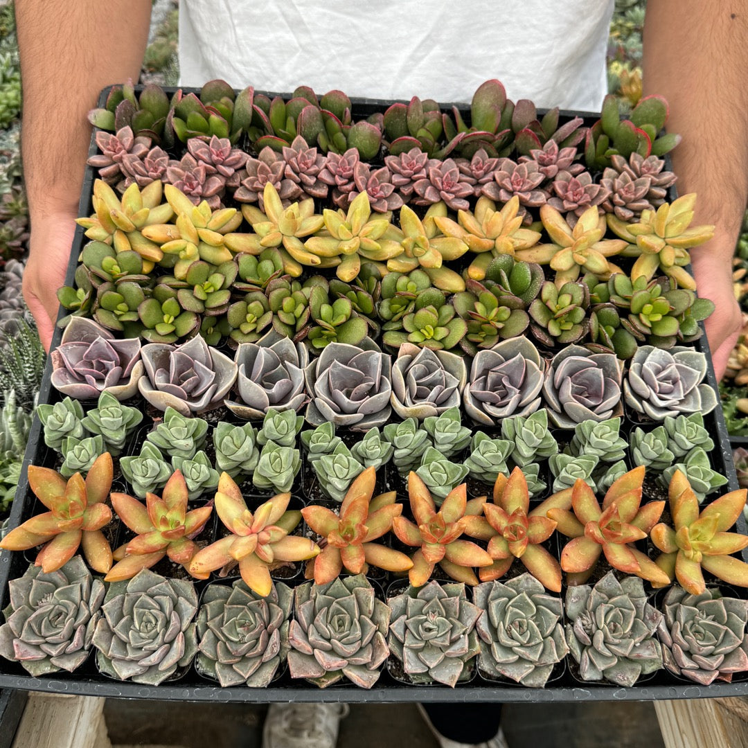 Mini Succulent