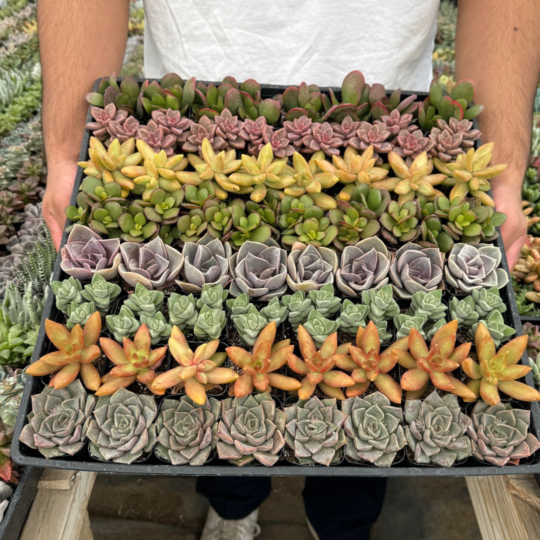 Mini Succulent
