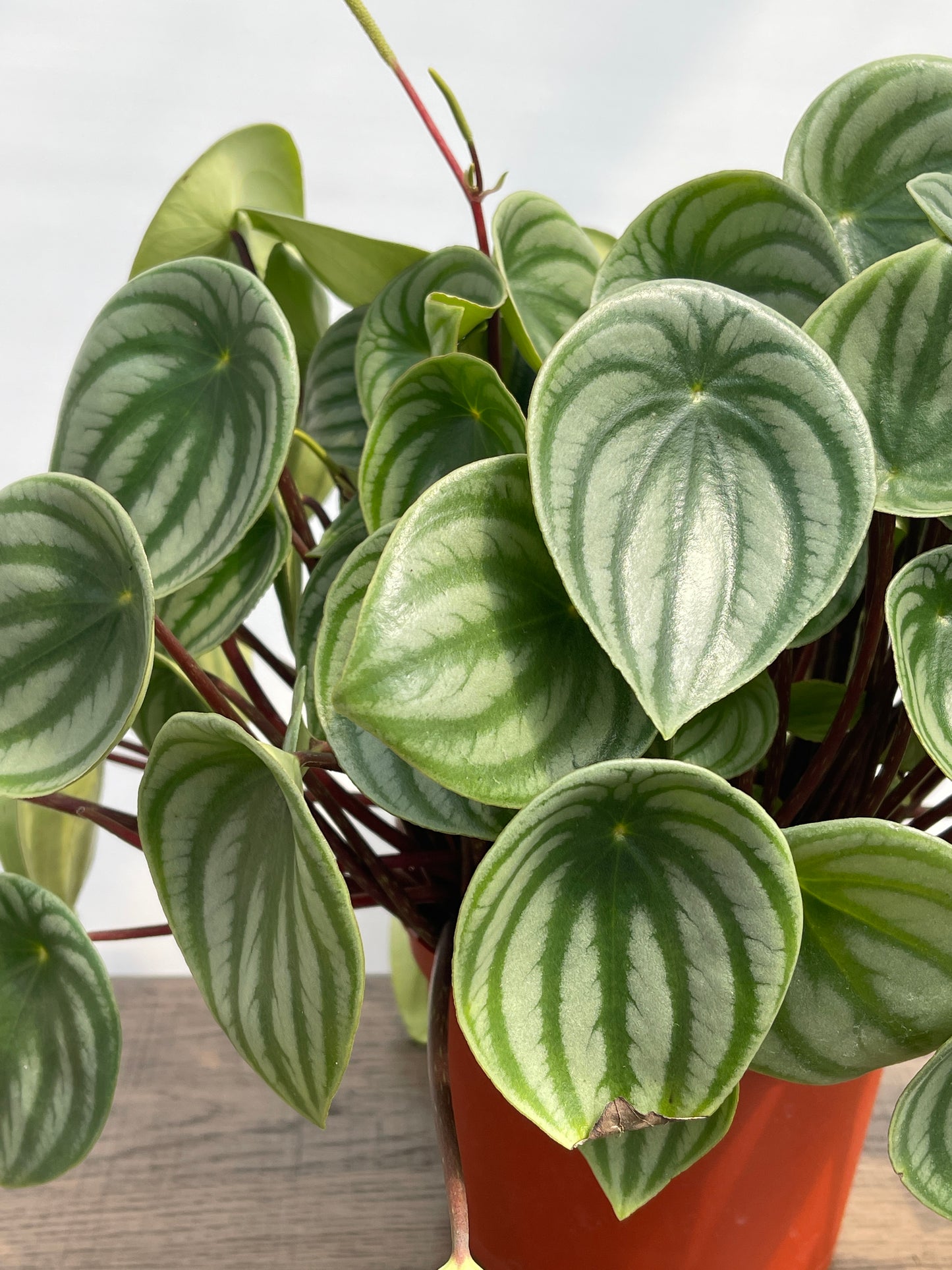 Peperomia Watermelon (Peperomia argyreia)