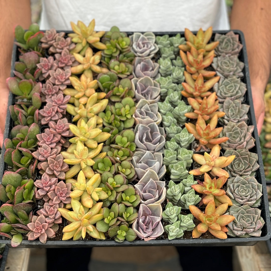 Mini Succulent