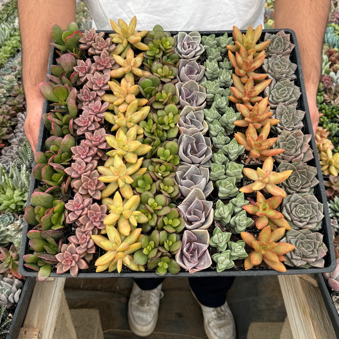 Mini Succulent