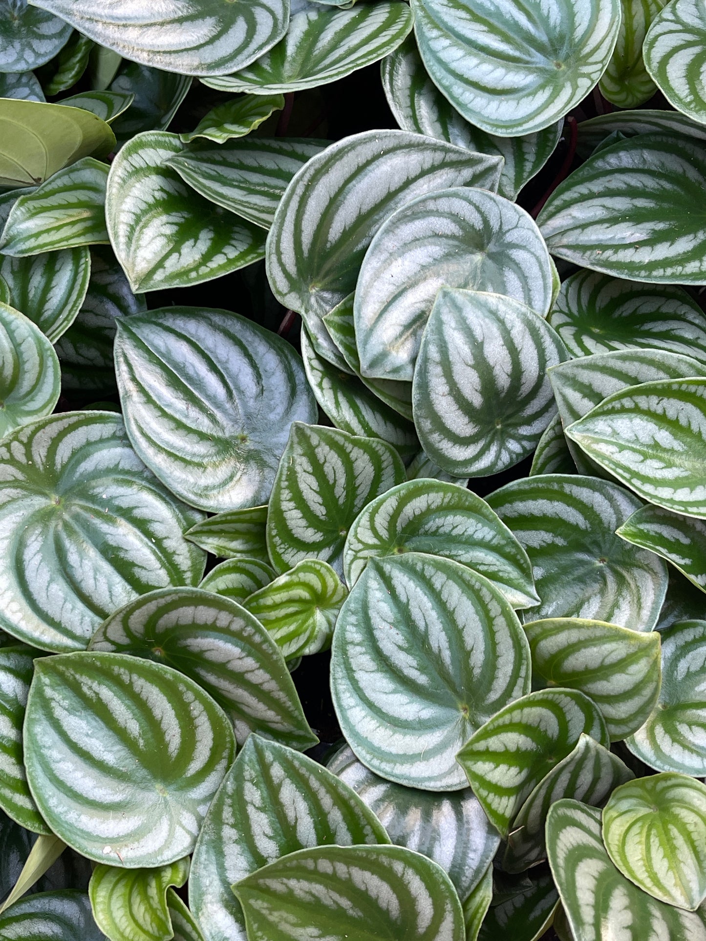 Peperomia Watermelon (Peperomia argyreia)