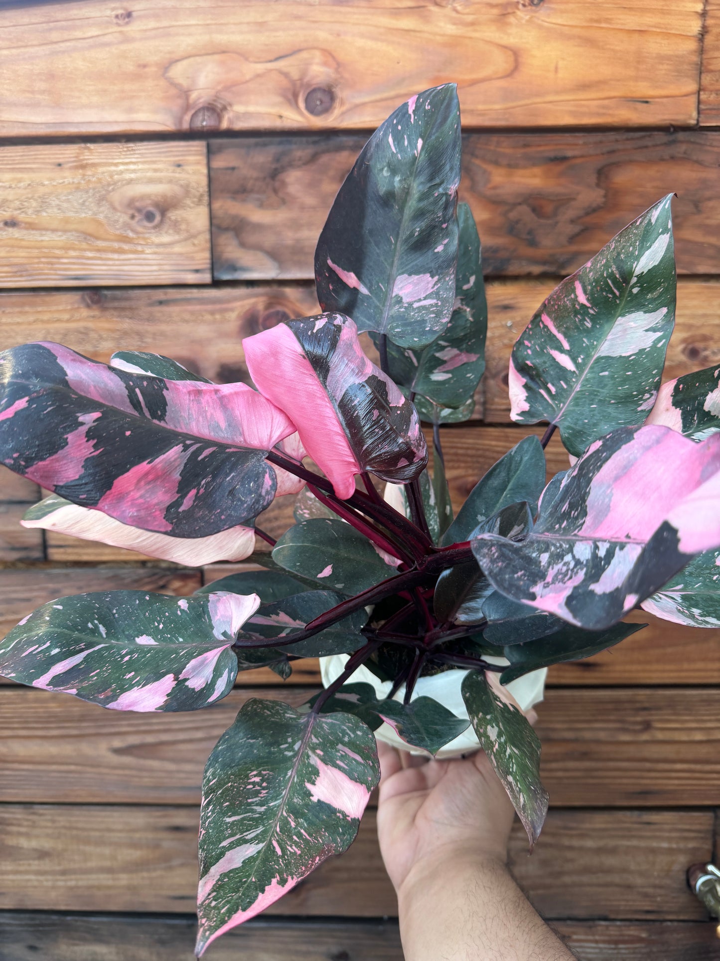 Pink Princess Philodendron 6 Inch - High Color