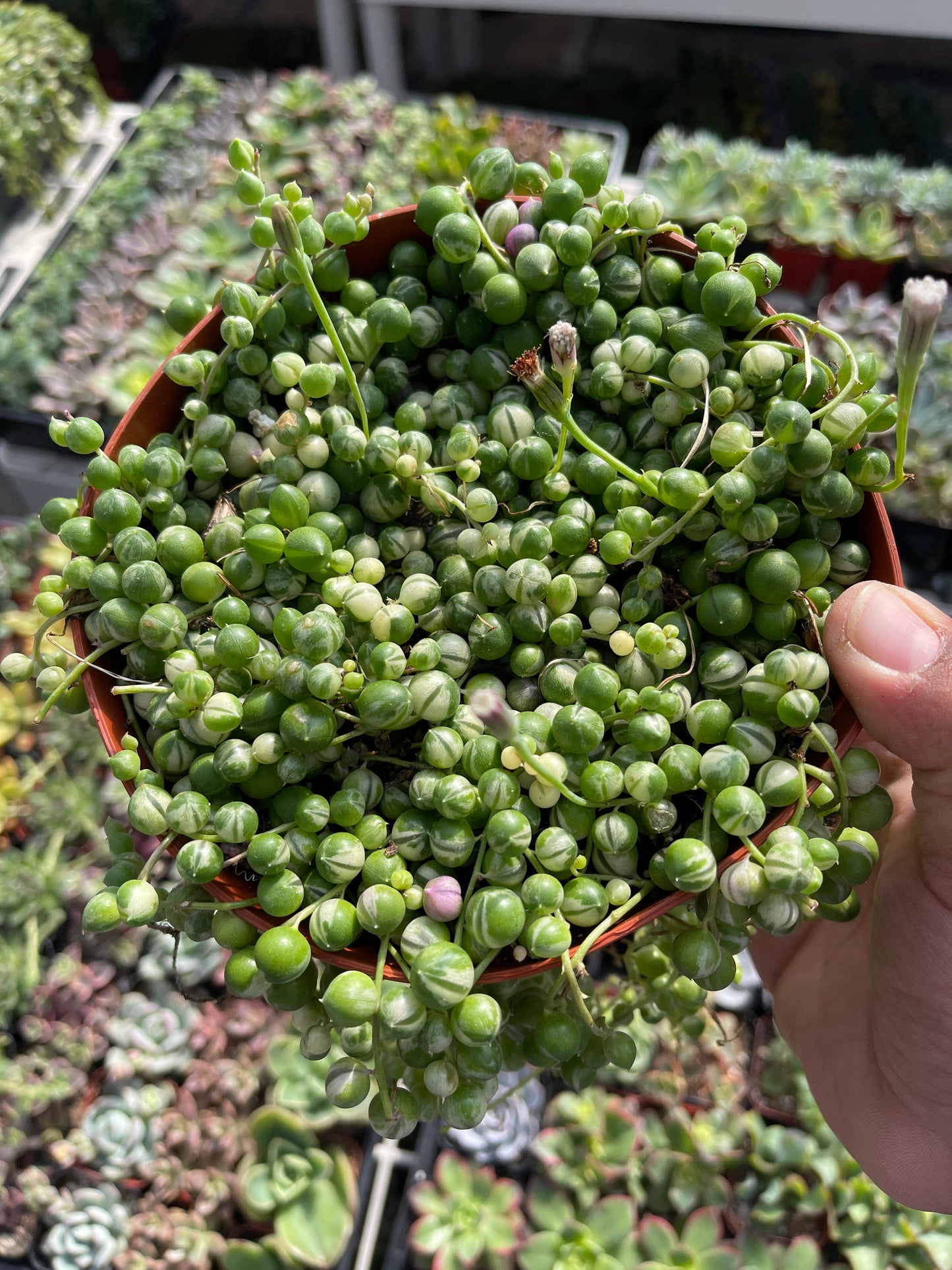 Variegated String Of Pearls (Senecio rowleyanus f. variegatus)