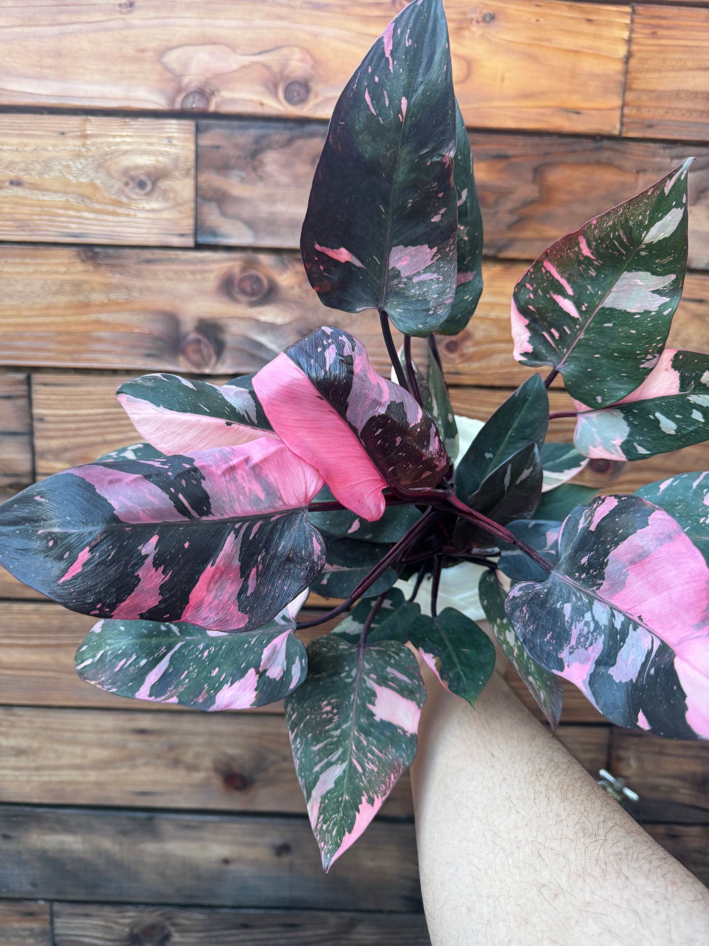 Pink Princess Philodendron 6 Inch - High Color