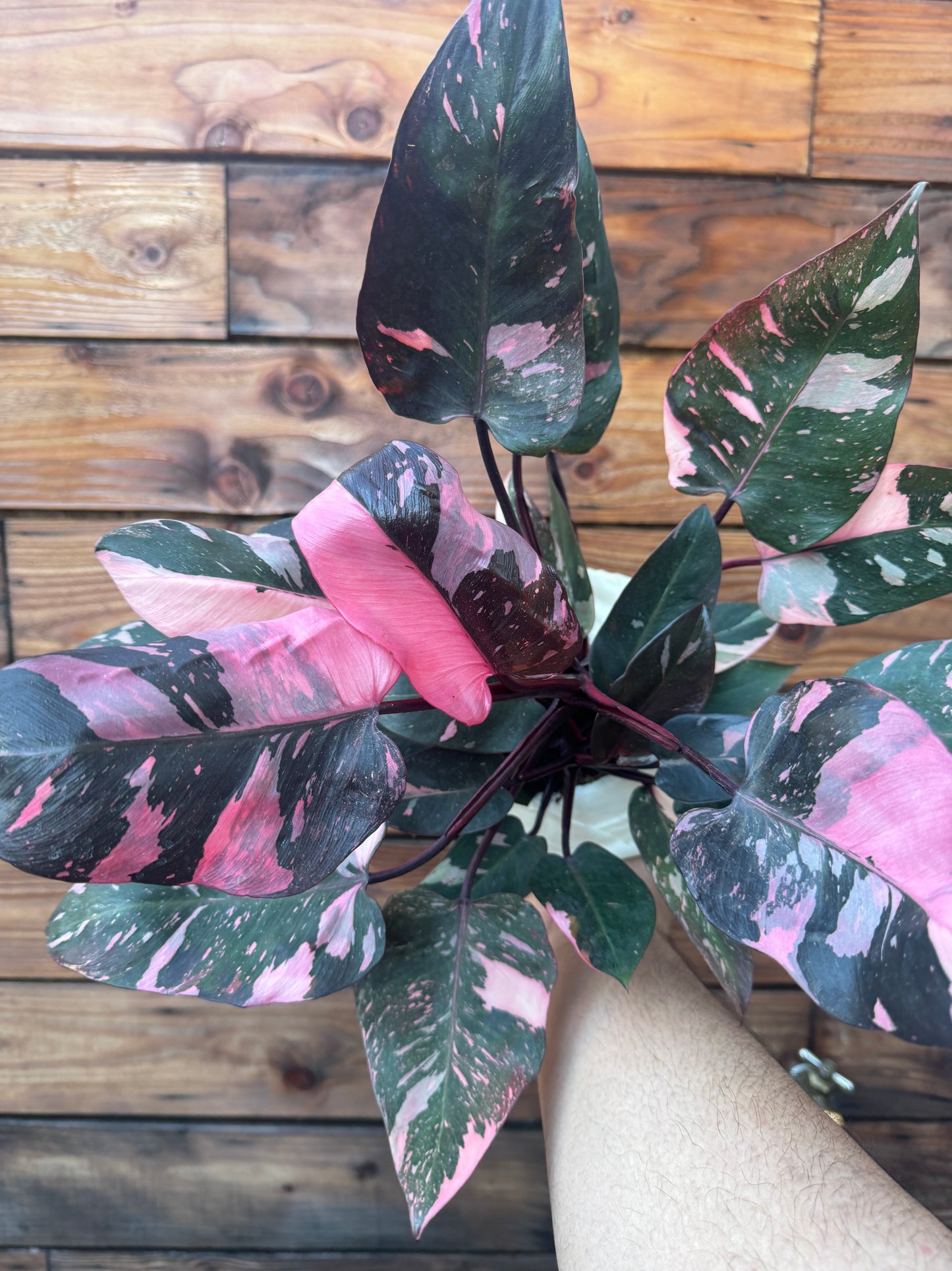 Pink Princess Philodendron 6 Inch - High Color