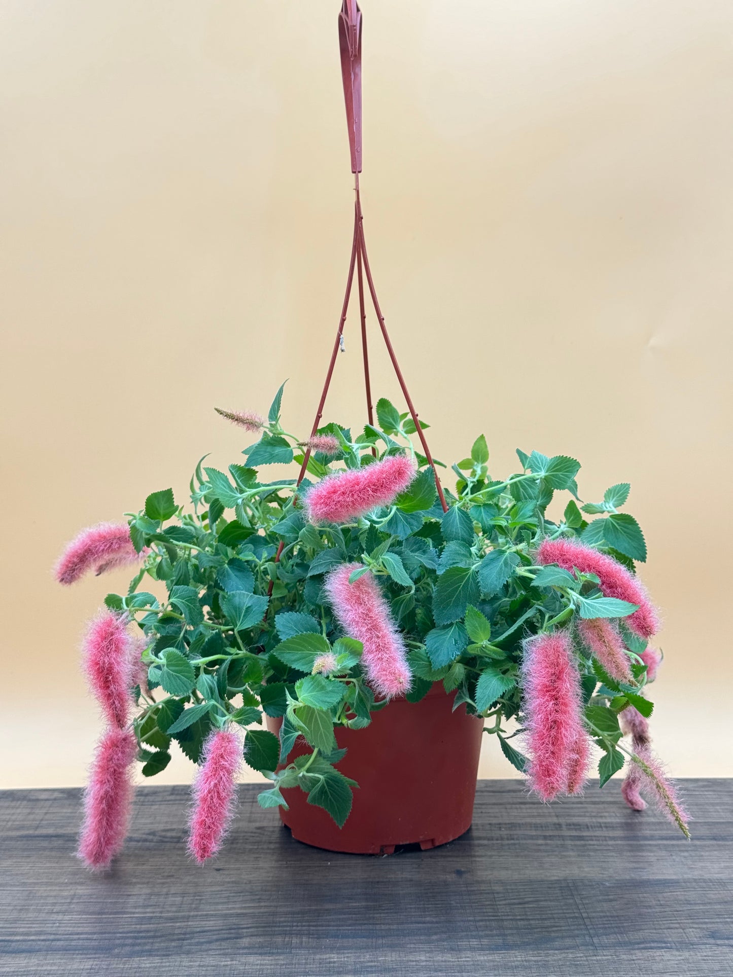 Strawberry Firetails 6” (Chenille Plant)
