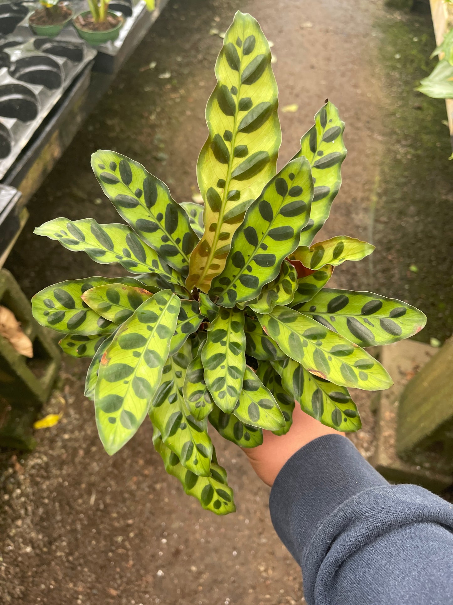 Rattlesnake Calathea (Calathea Lancifolia)