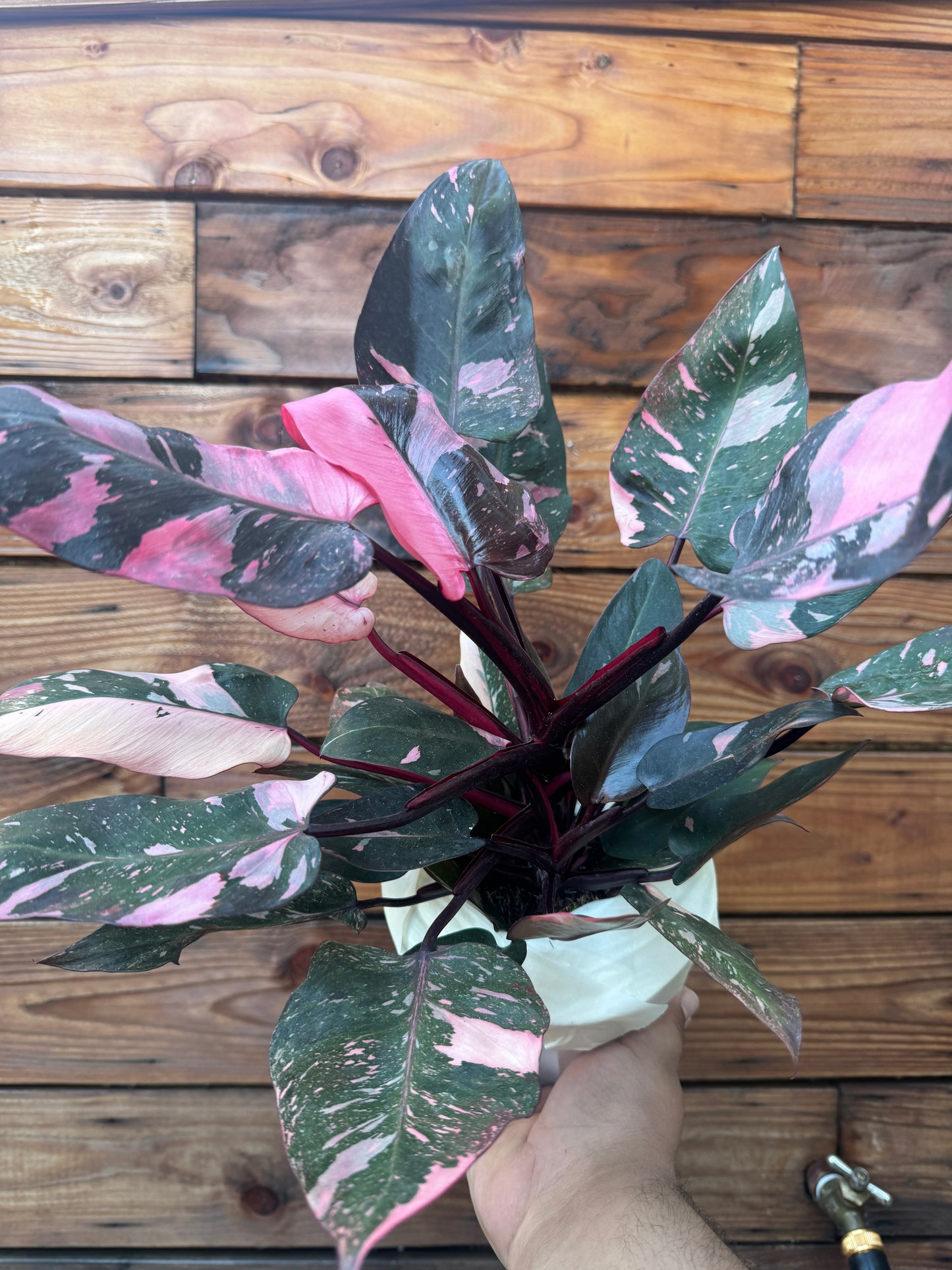 Pink Princess Philodendron 6 Inch - High Color