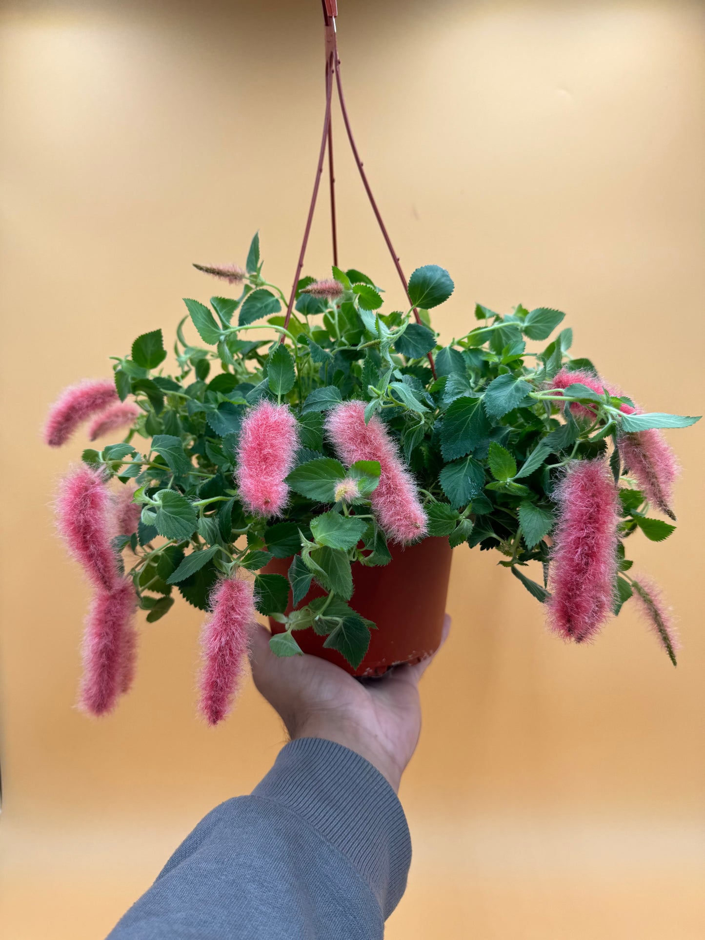 Strawberry Firetails 6” (Chenille Plant)