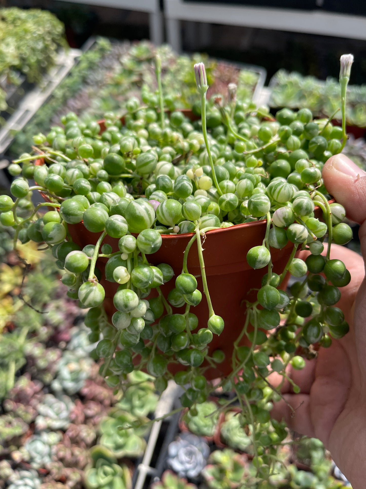 Variegated String Of Pearls (Senecio rowleyanus f. variegatus)