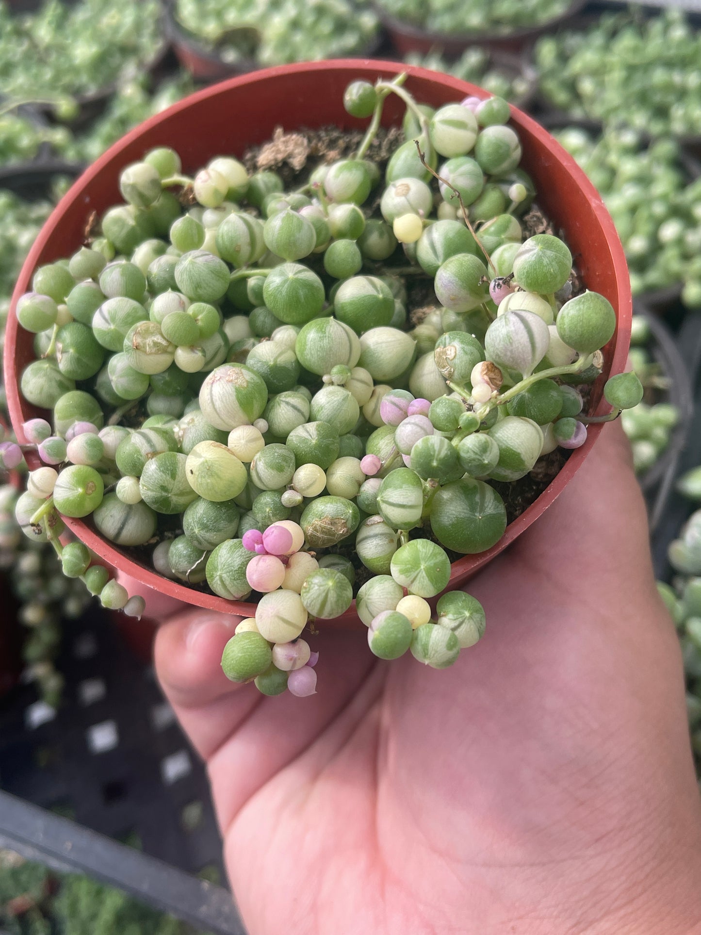 Variegated String Of Pearls (Senecio rowleyanus f. variegatus)