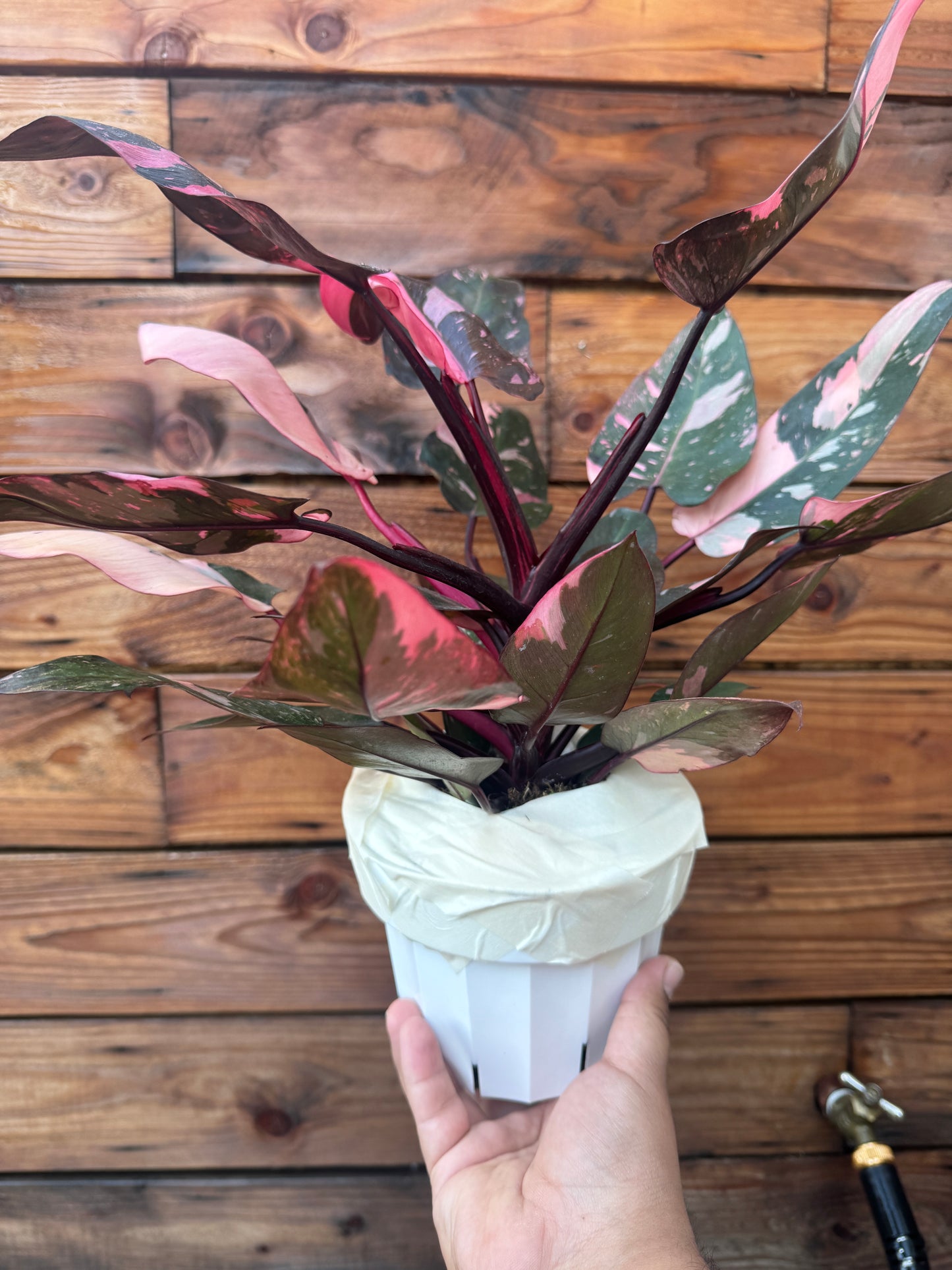 Pink Princess Philodendron 6 Inch - High Color