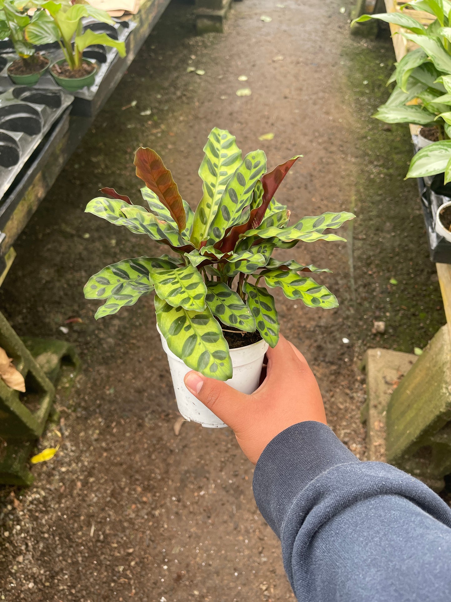 Rattlesnake Calathea (Calathea Lancifolia)