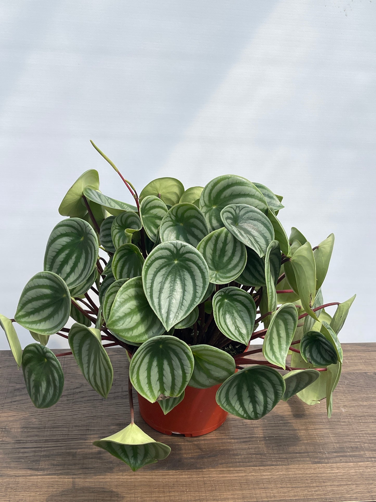 Peperomia Watermelon (Peperomia argyreia)