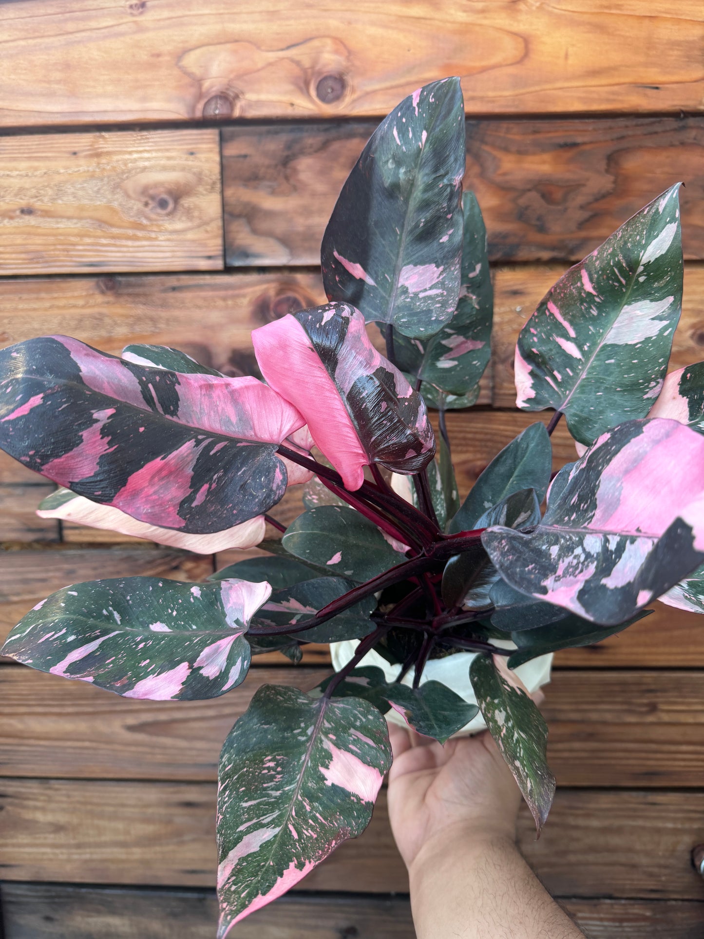 Pink Princess Philodendron 6 Inch - High Color