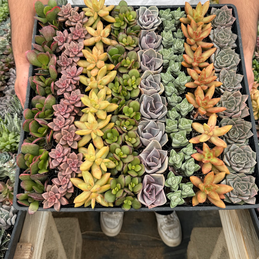 Mini Succulent
