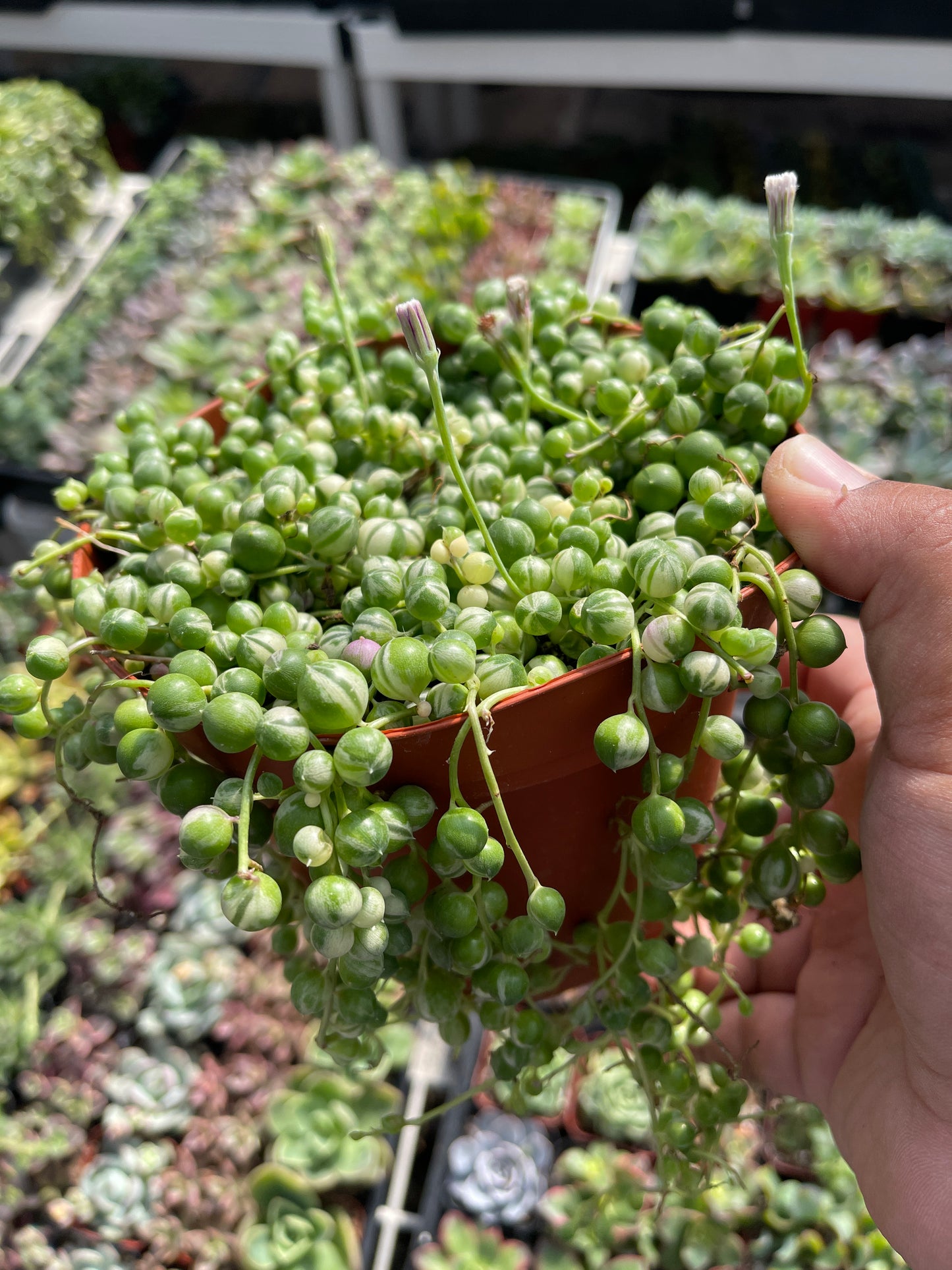 Variegated String Of Pearls (Senecio rowleyanus f. variegatus)