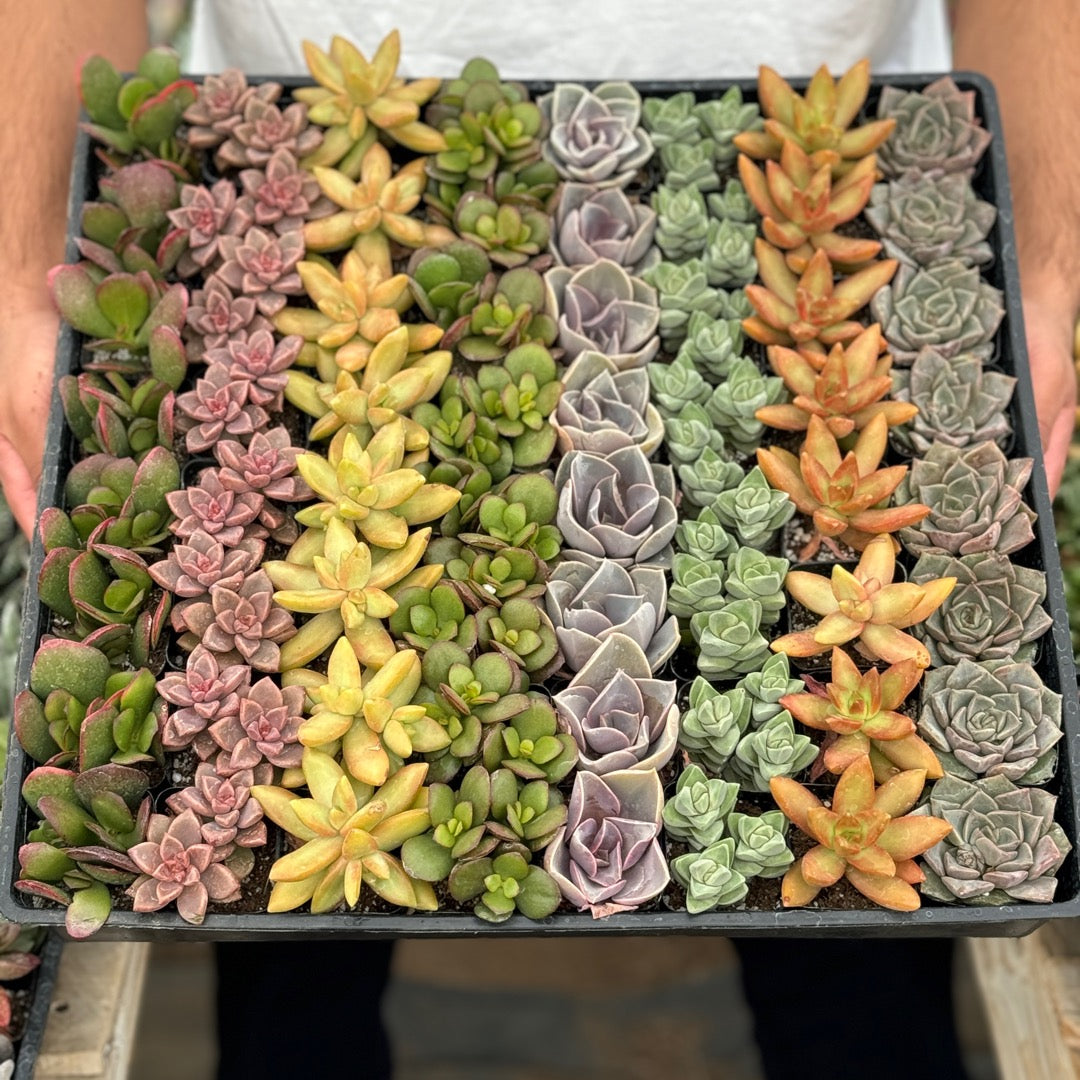 Mini Succulent