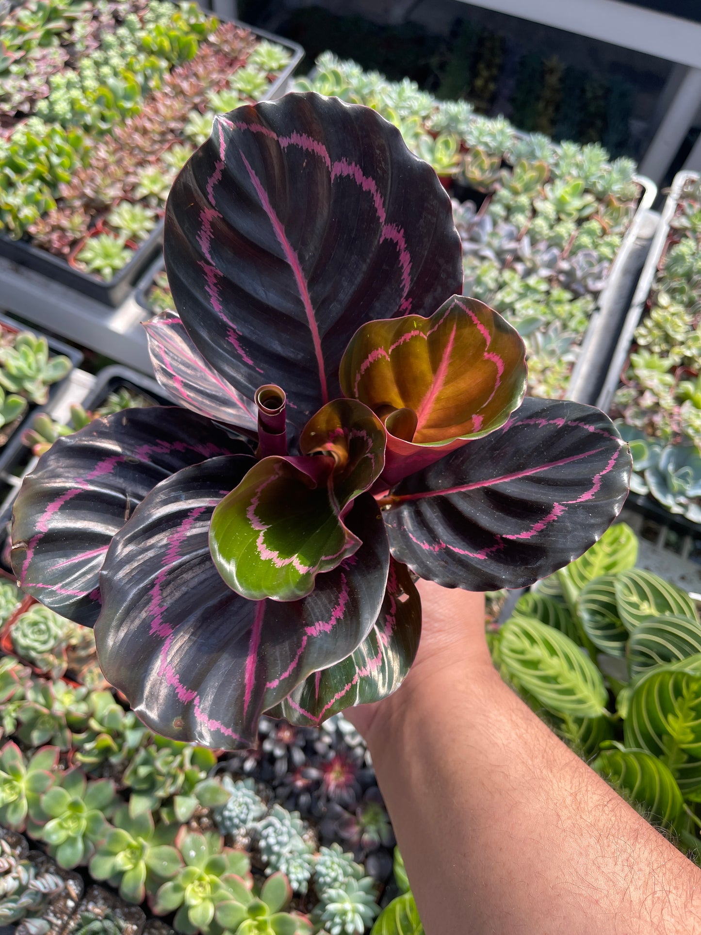 Calathea Dottie (Calathea 'Black Rose')