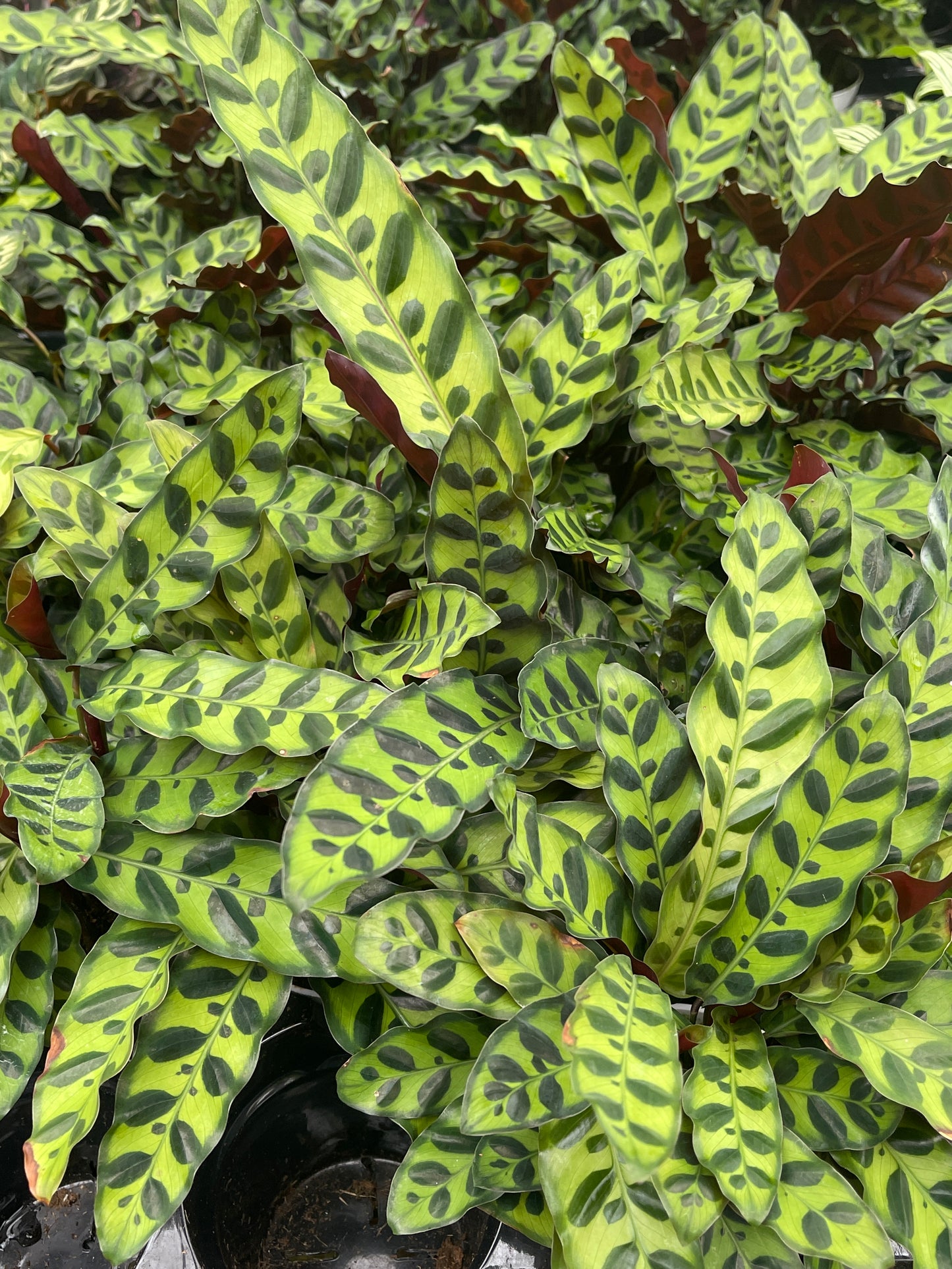 Rattlesnake Calathea (Calathea Lancifolia)