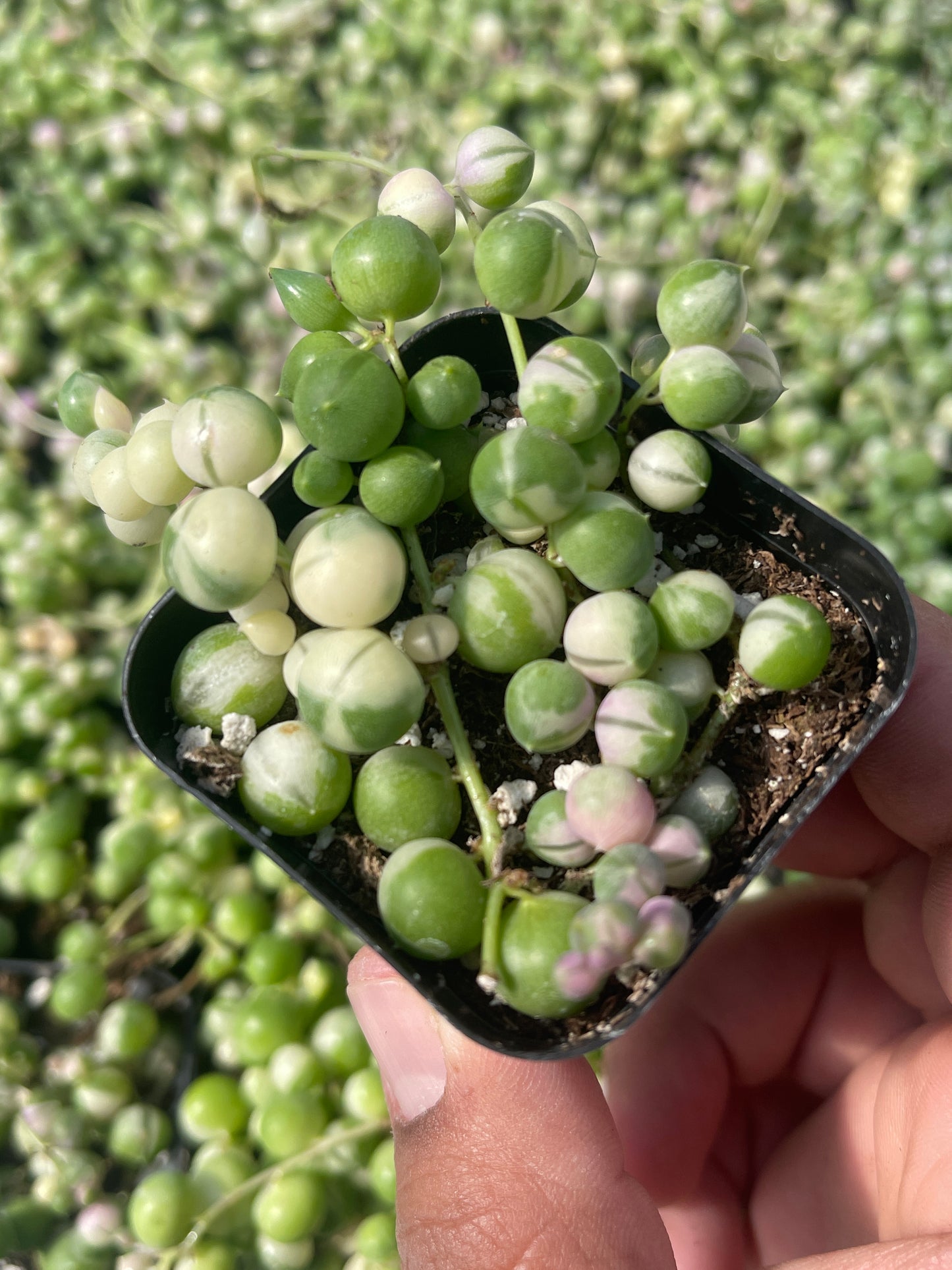 Variegated String Of Pearls (Senecio rowleyanus f. variegatus)