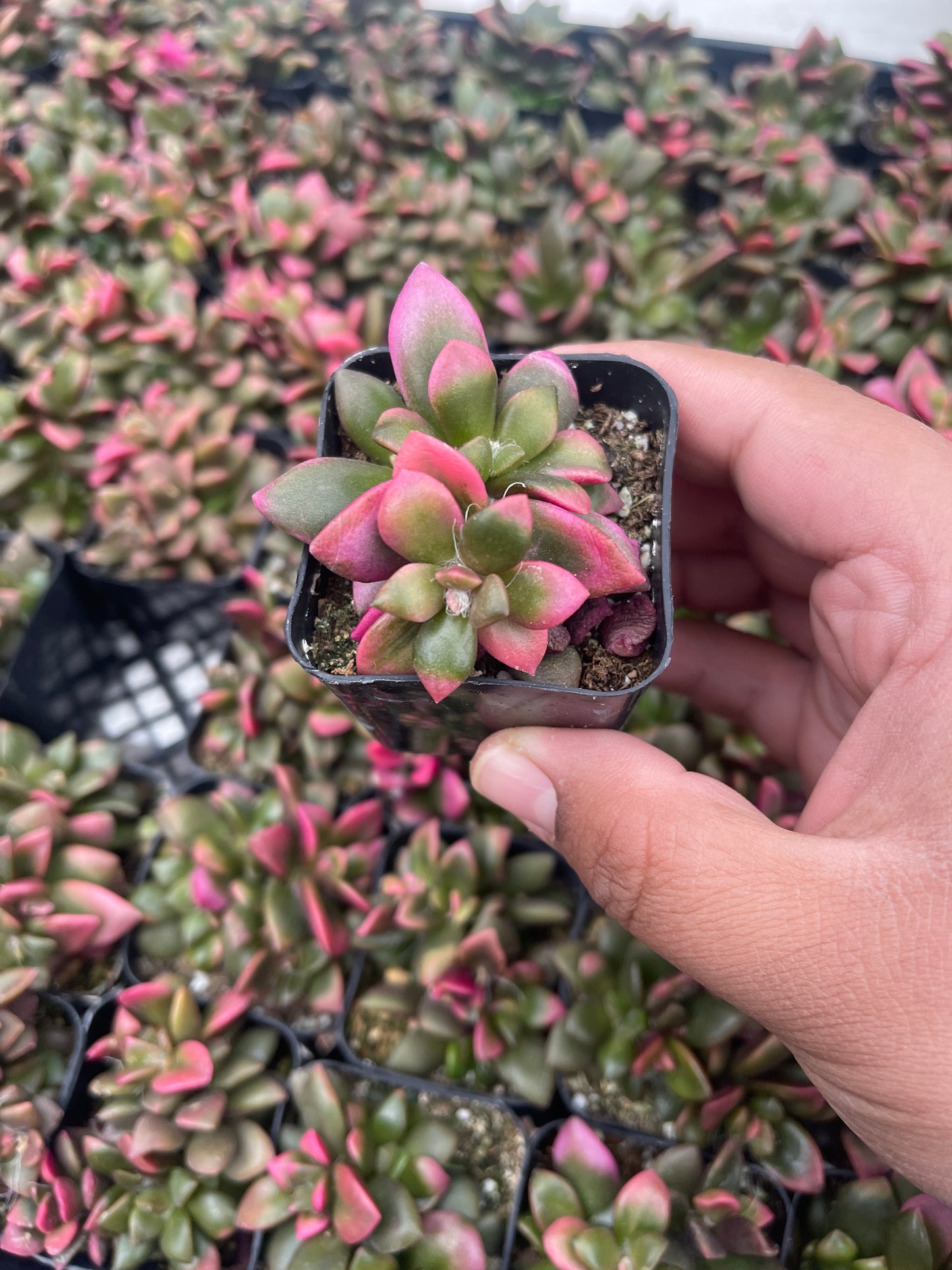 Sunrise (Anacampseros telephiastrum f. variegatum)