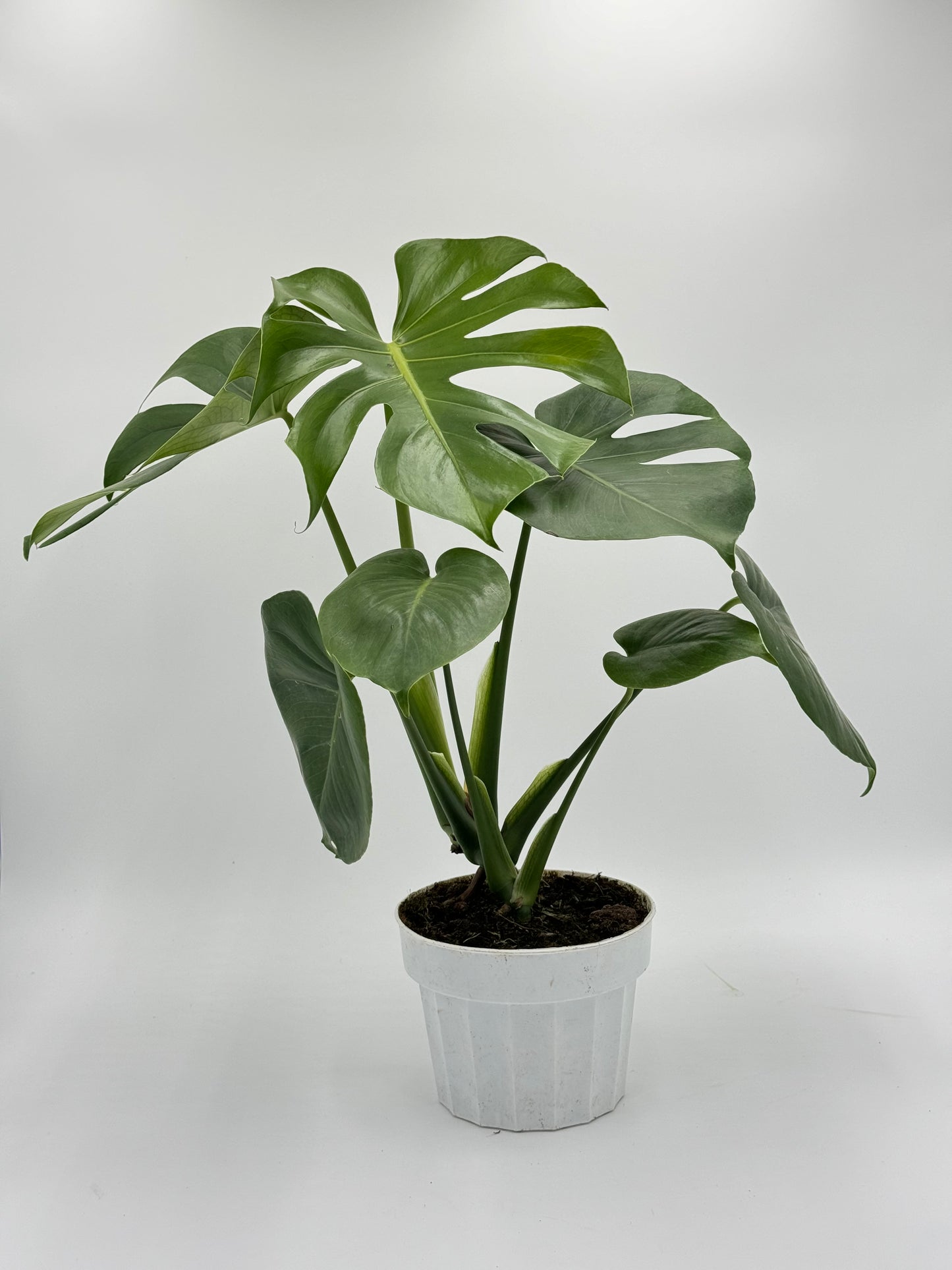 Monstera 'Split-Leaf' (Monstera Deliciosa)