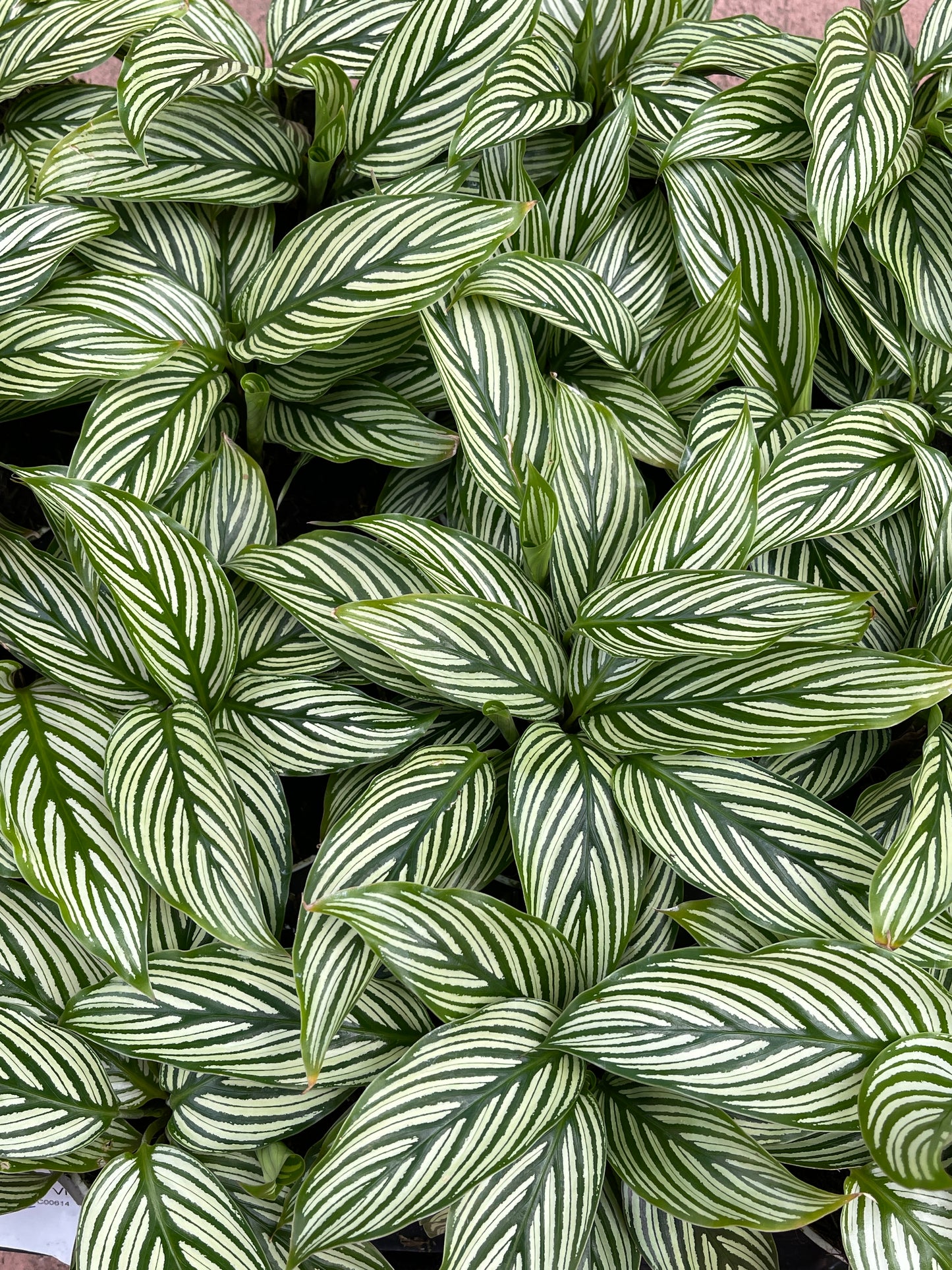 Brushstroke Calathea (Calathea Vittata)