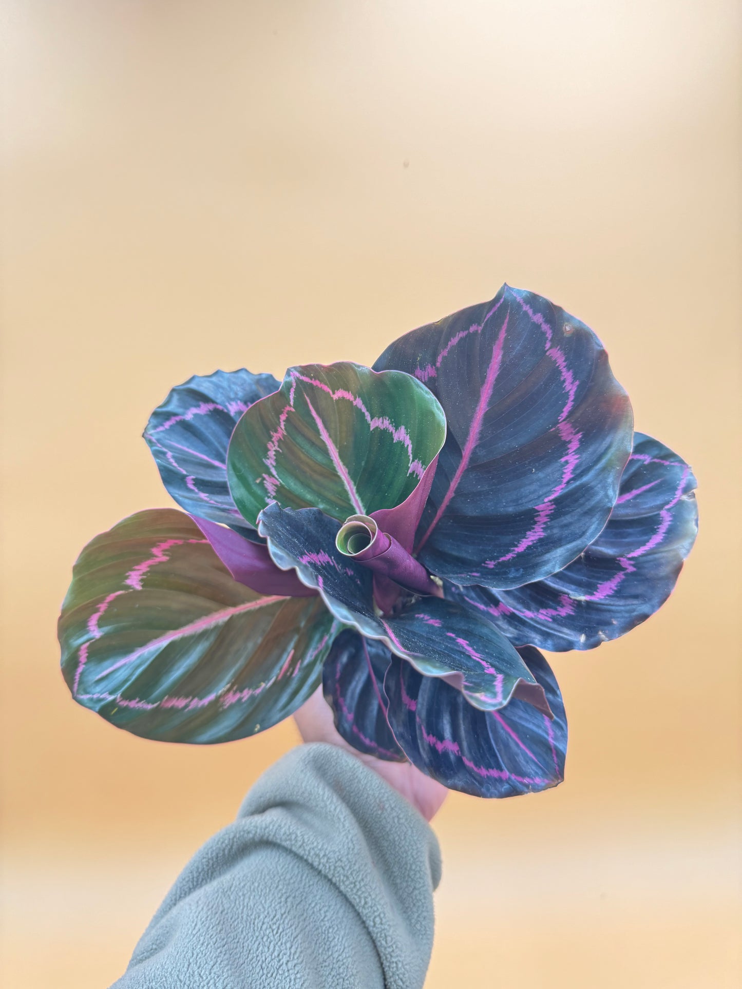 Calathea Dottie (Calathea 'Black Rose')