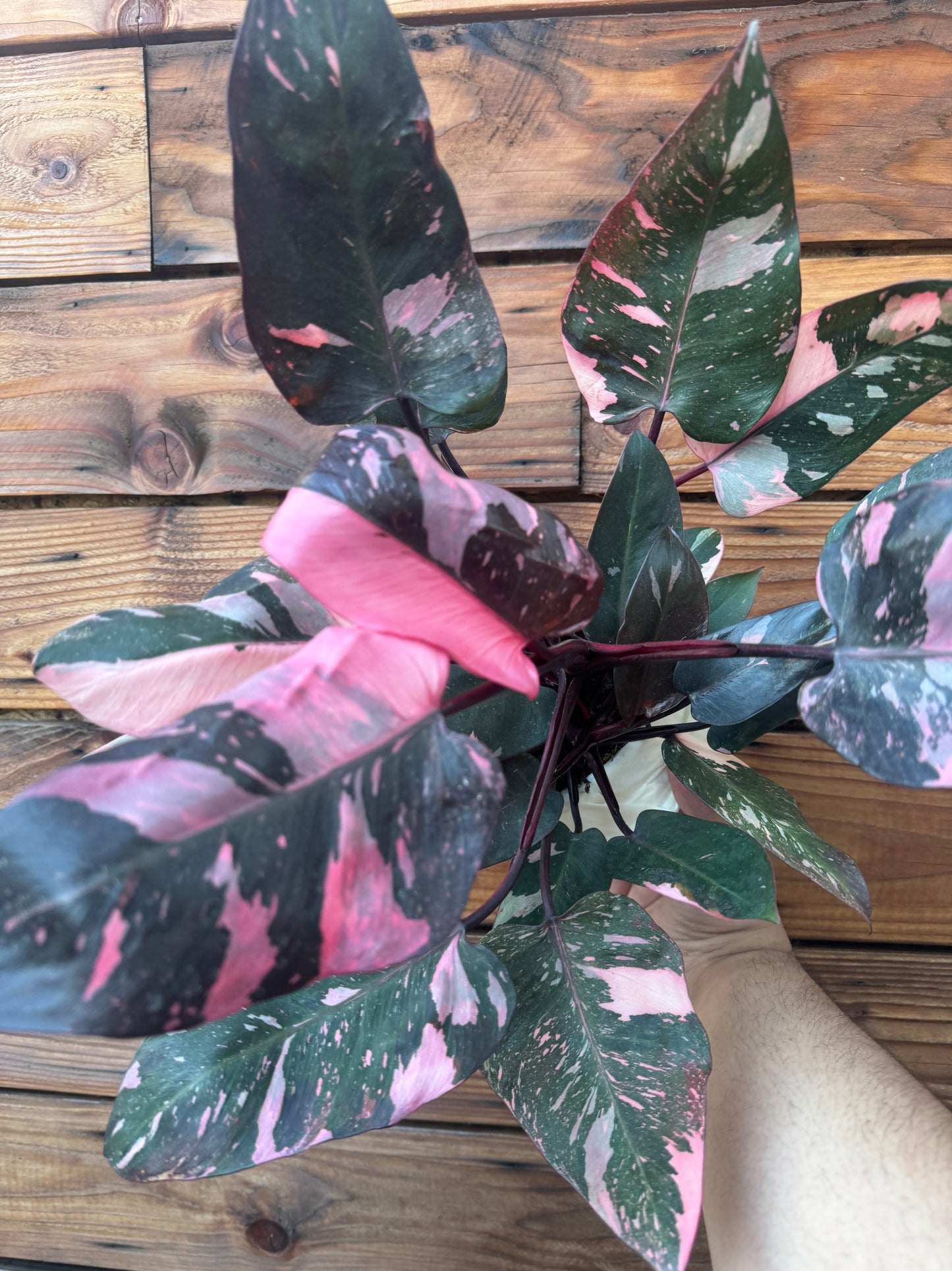 Pink Princess Philodendron 6 Inch - High Color