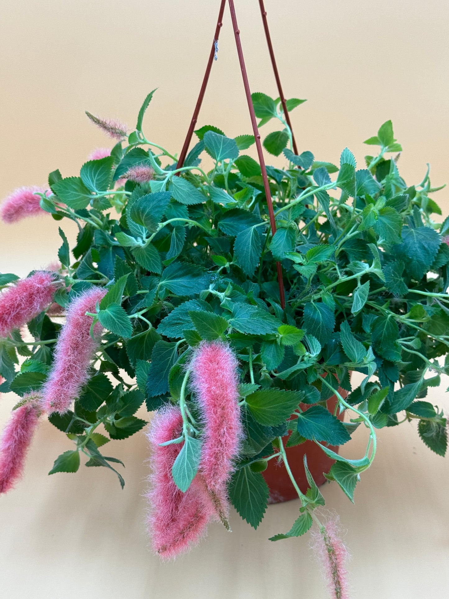 Strawberry Firetails 6” (Chenille Plant)