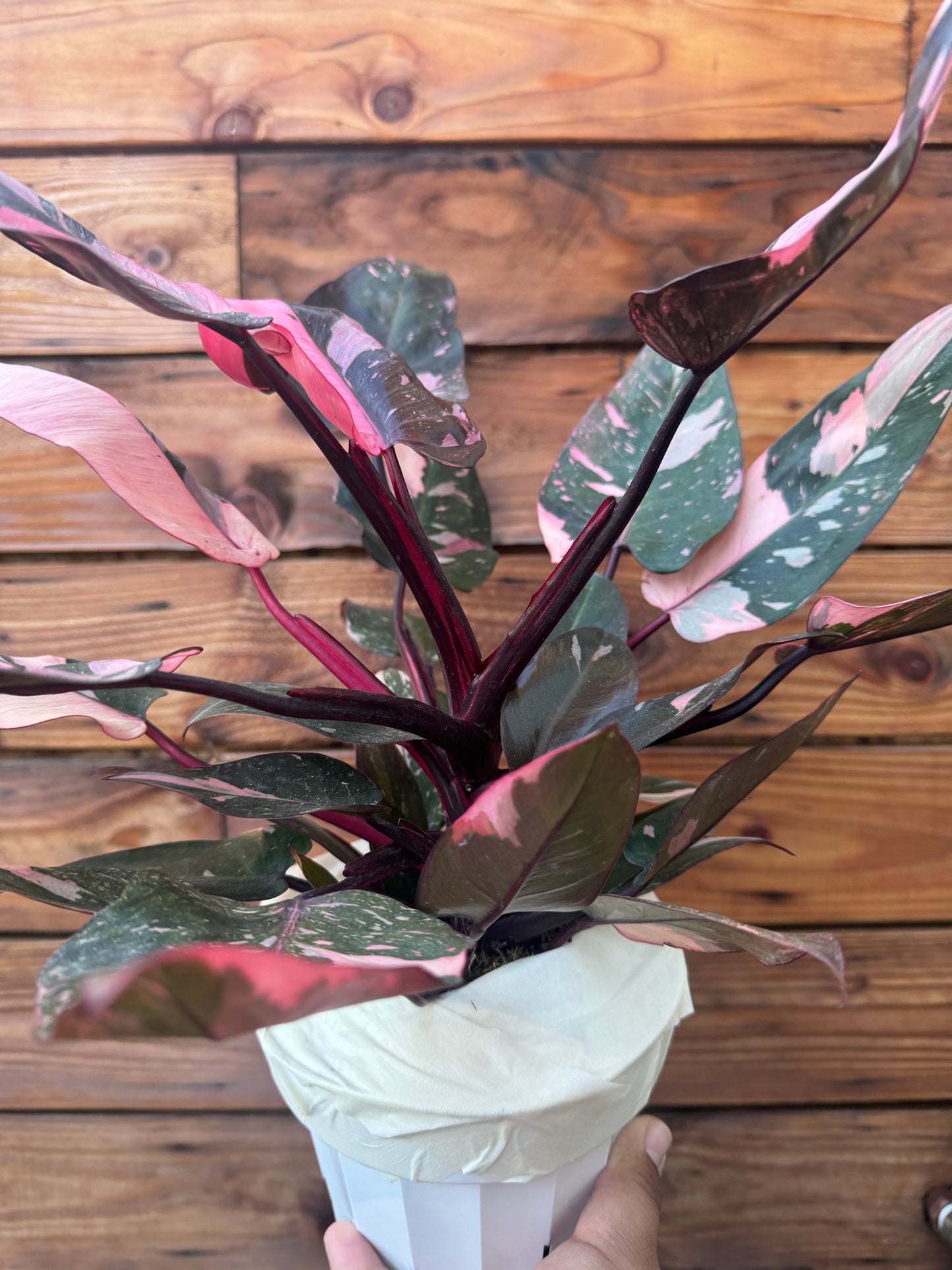 Pink Princess Philodendron 6 Inch - High Color