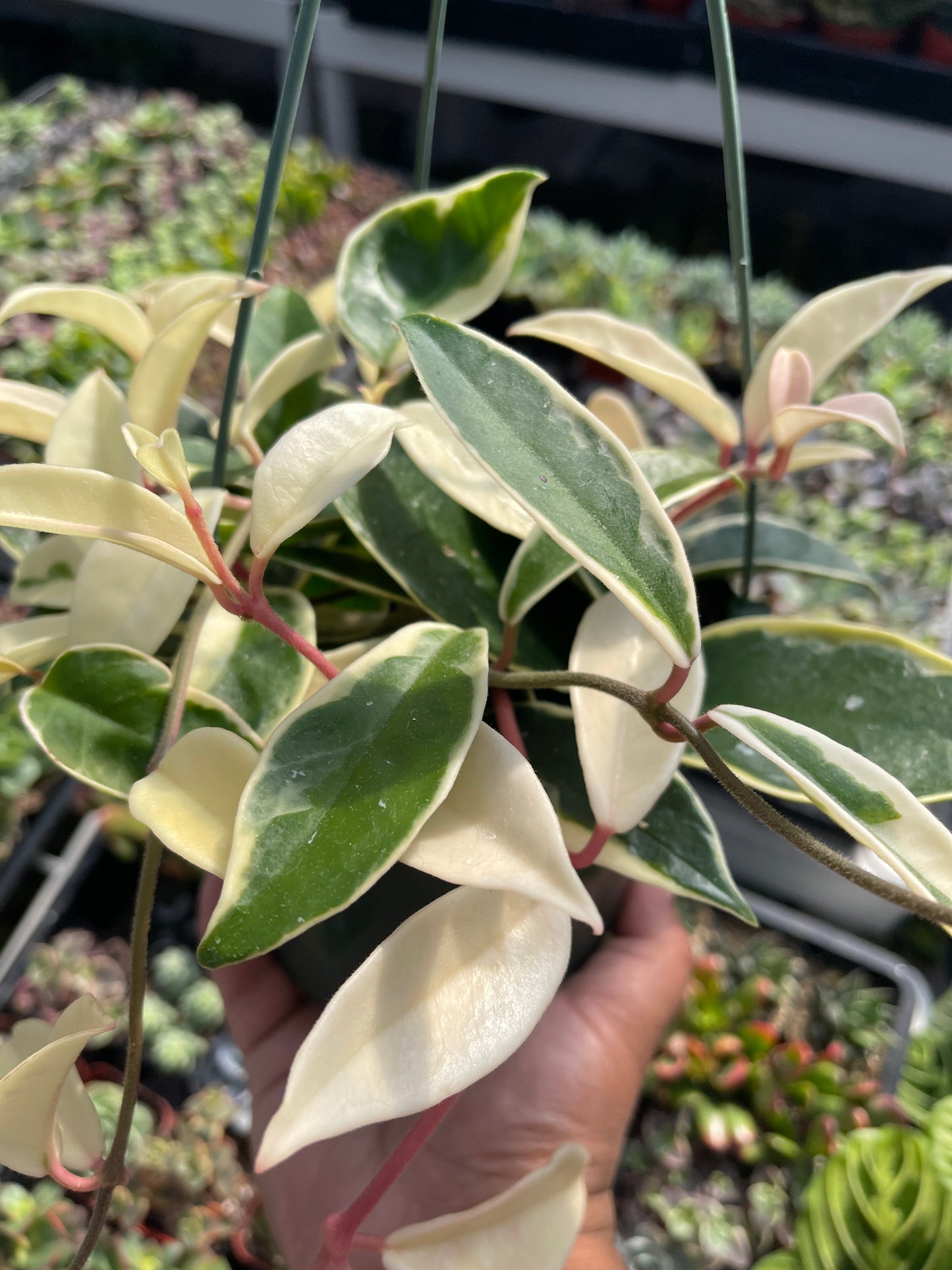 Hoya Krimson Queen 6”