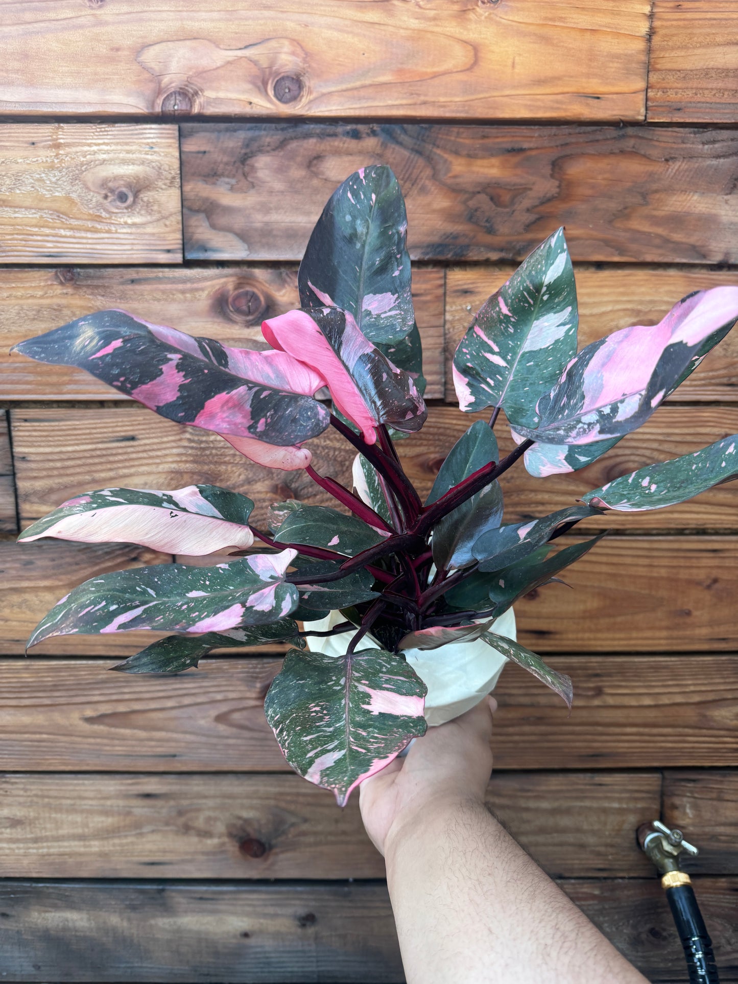 Pink Princess Philodendron 6 Inch - High Color