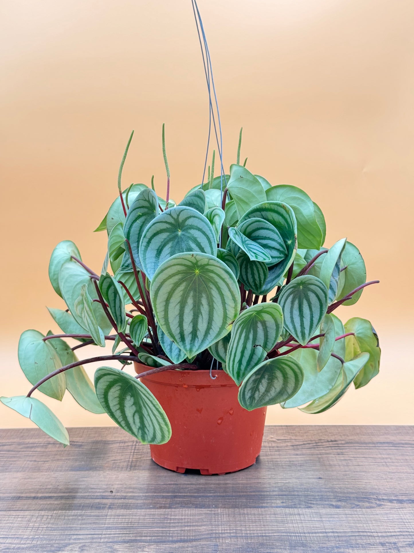 Peperomia Watermelon (Peperomia argyreia)