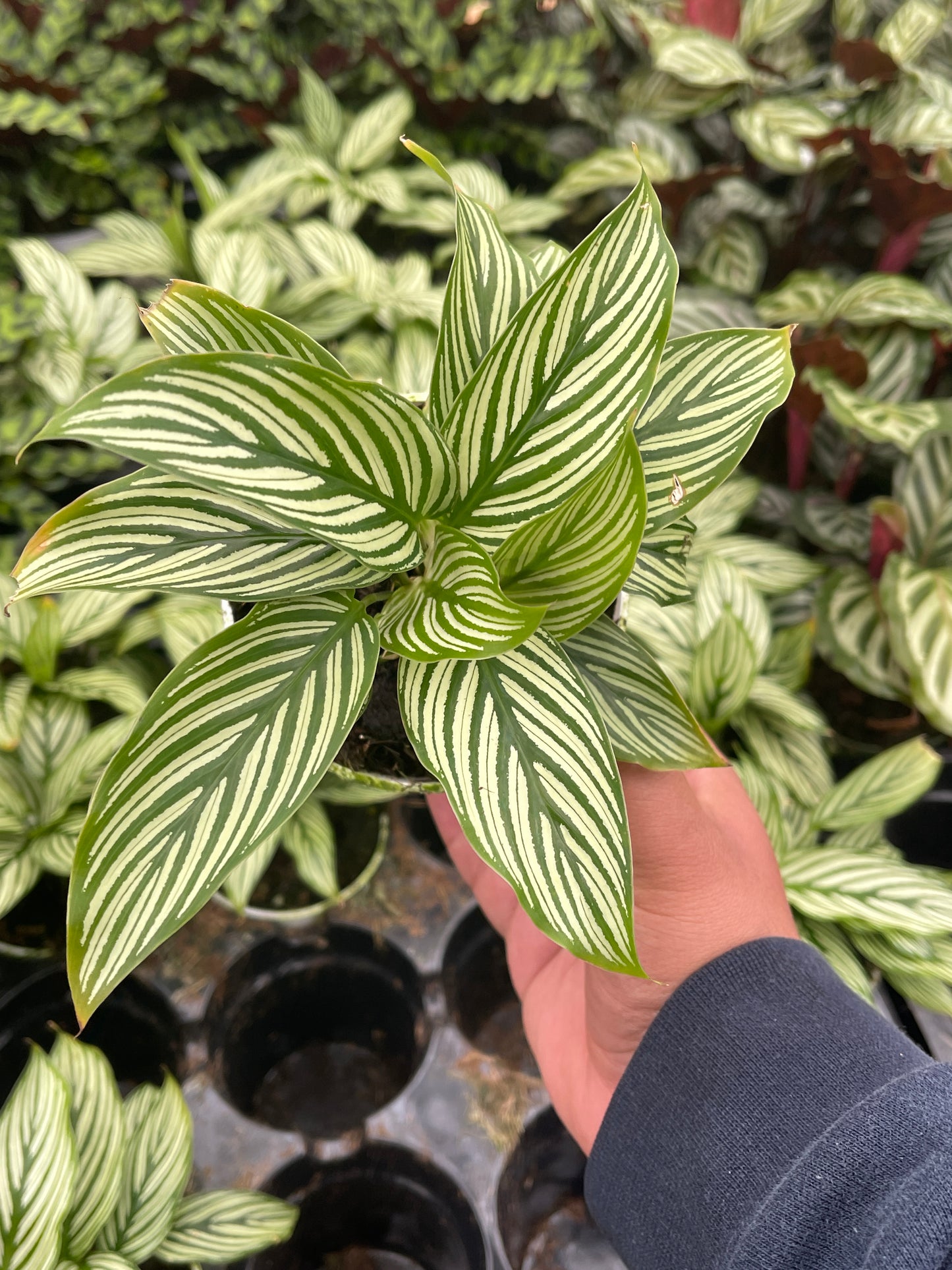 Brushstroke Calathea (Calathea Vittata)