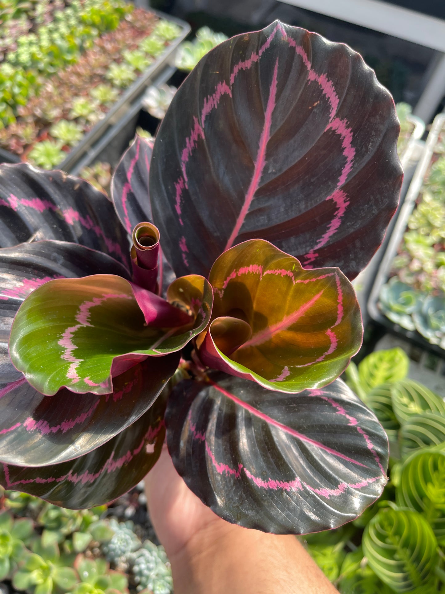 Calathea Dottie (Calathea 'Black Rose')