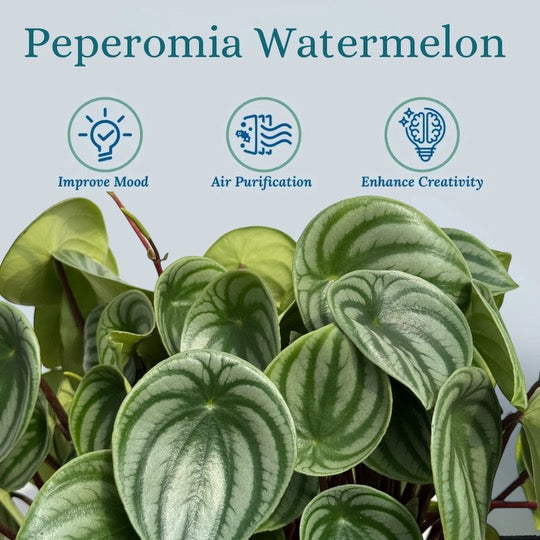 Peperomia Watermelon (Peperomia argyreia)