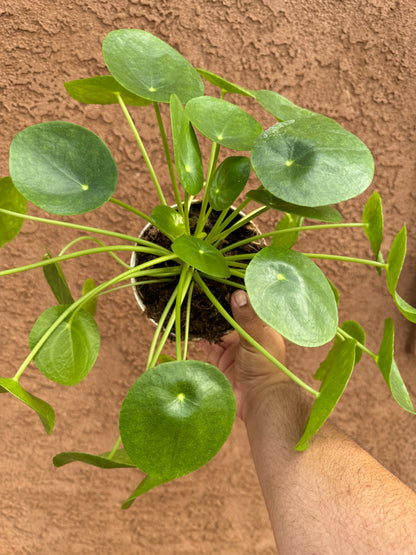 Chinese Money Plant