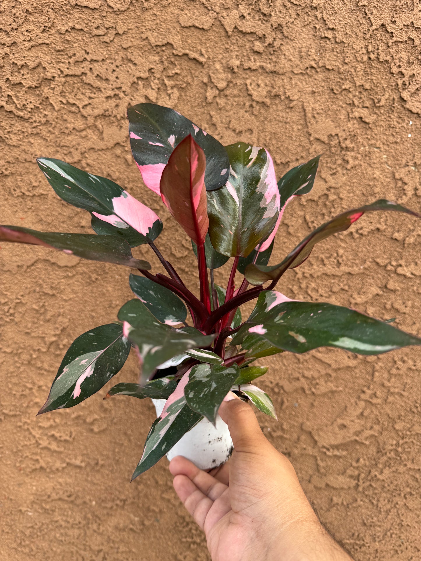 Princess Philodendron Bundle - Pink Princess - White Princess