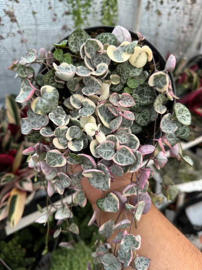 Variegated String Of Hearts (Ceropegia Woodii f. Variegata)