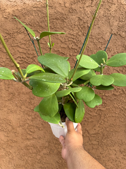 Hoya Kerrii (Hoya Sweetheart)