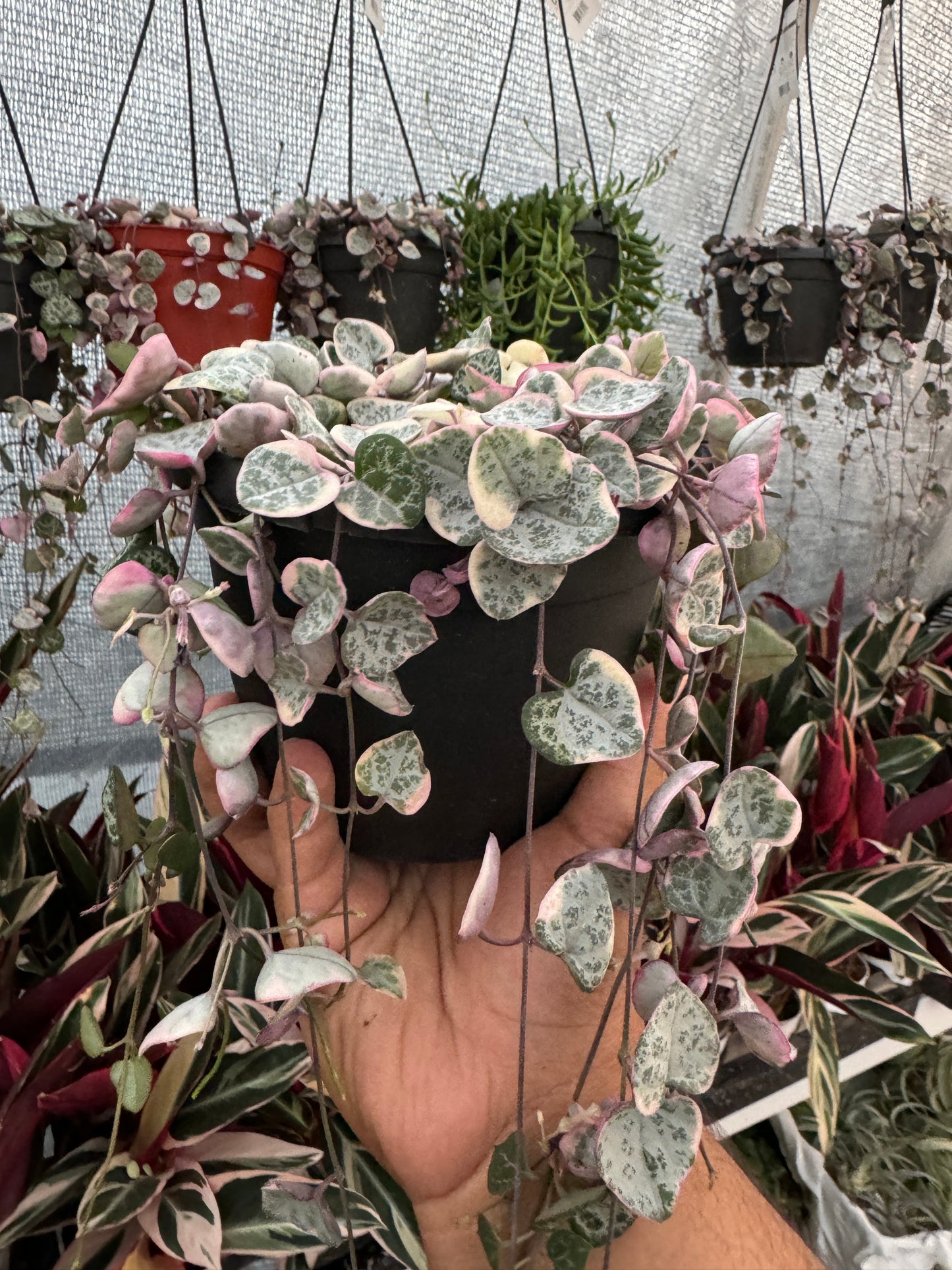 Variegated String Of Hearts (Ceropegia Woodii f. Variegata)