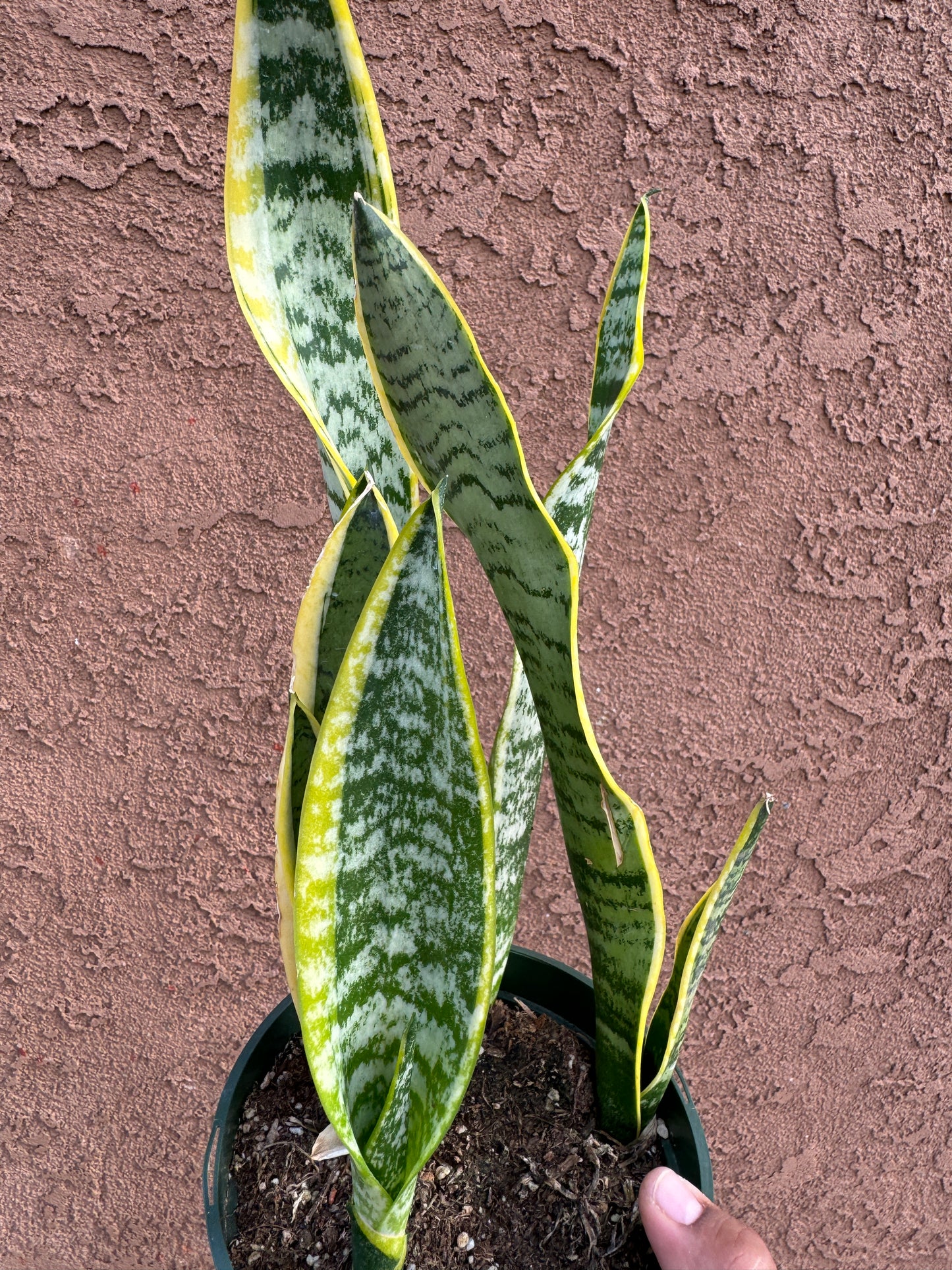 Snake Plant 'Laurentii'