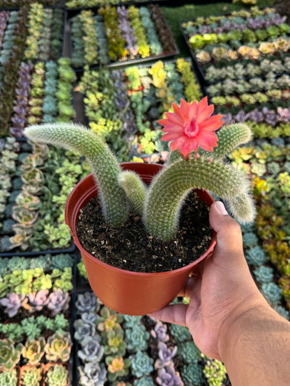 Monkey Tail Cactus (Soft Cactus)