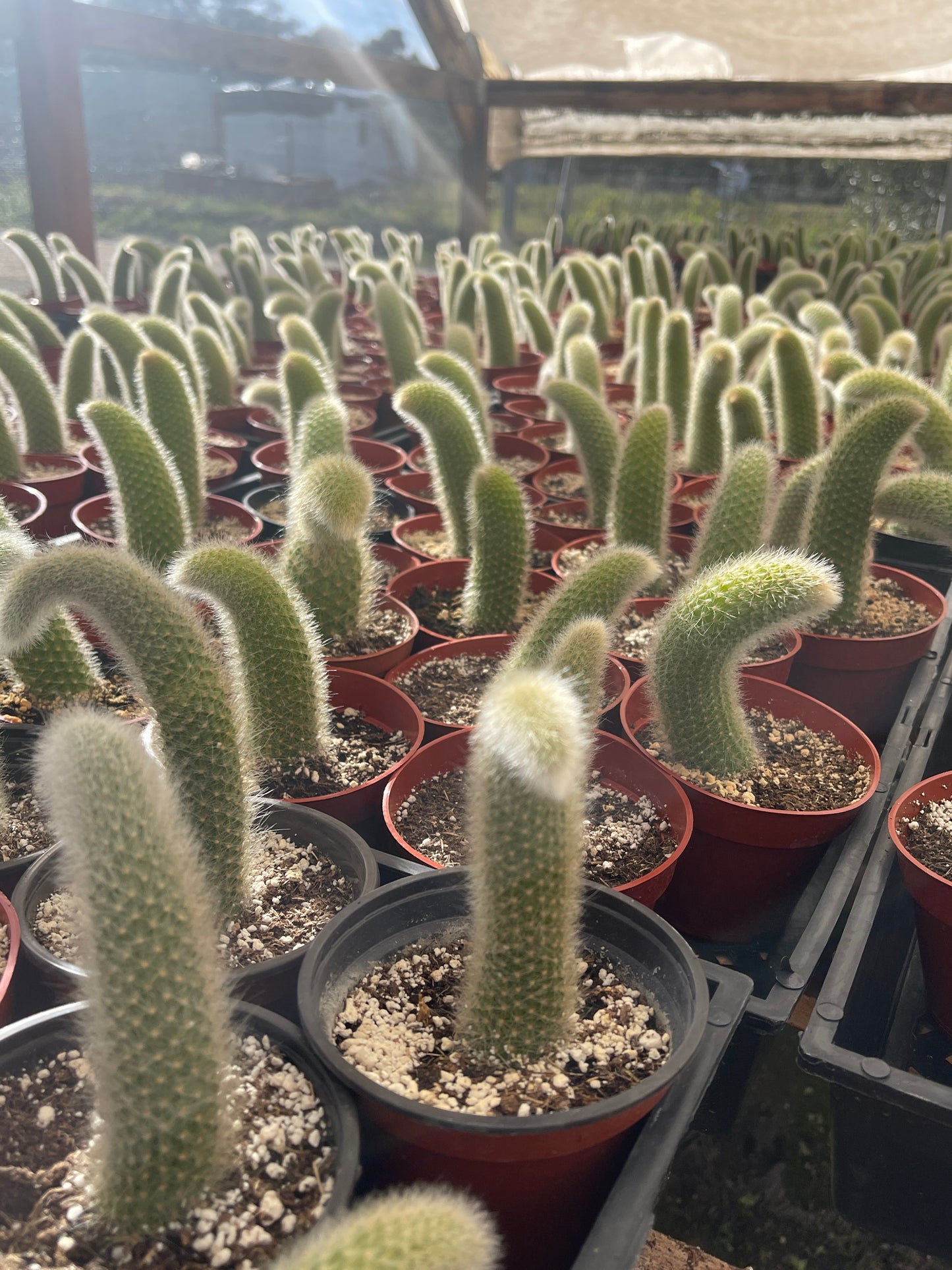 Monkey Tail Cactus (Soft Cactus)