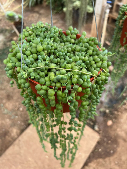 String Of Pearls (Senecio Rowleyanus)