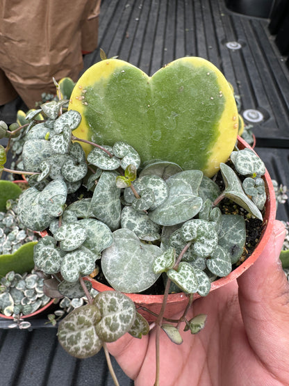 Heart Shaped Arrangement (Hoya Kerri Sweetheart - String Of Hearts)