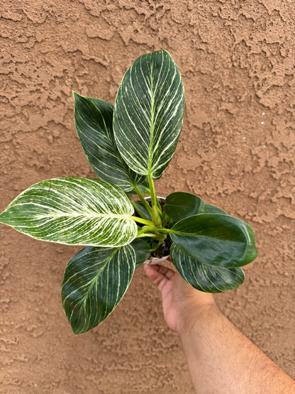 Philodendron Birkin